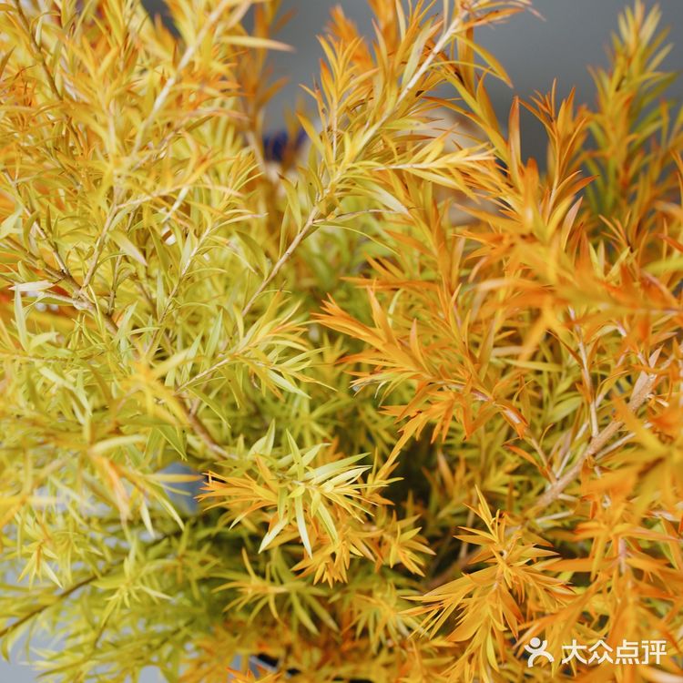 秋意浓｜30元一把的千层金，入手不亏的绿植