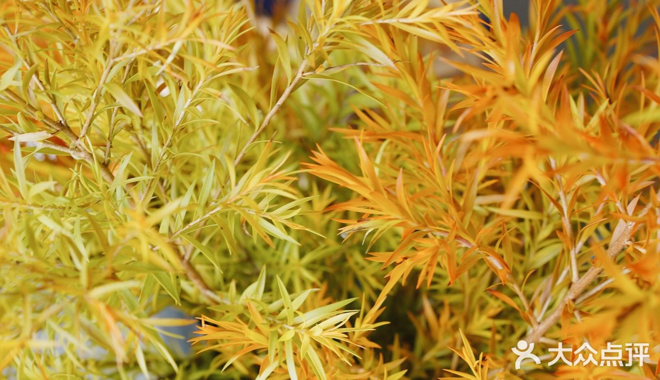 秋意浓｜30元一把的千层金，入手不亏的绿植