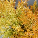 秋意浓｜30元一把的千层金，入手不亏的绿植