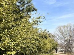 -石家庄市植物园