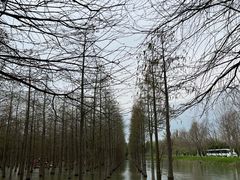 -泗洪洪泽湖湿地景区