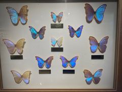 -上海昆虫博物馆