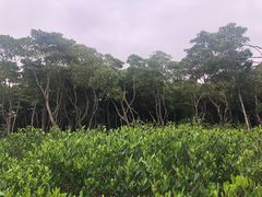 -东寨港红树林旅游区