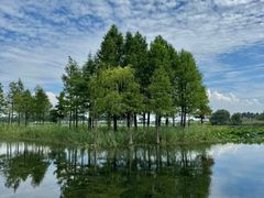 -贡湖湾湿地公园