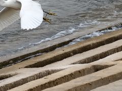 -碧海金沙
