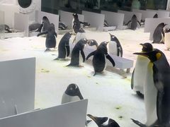 -大连圣亚海洋世界