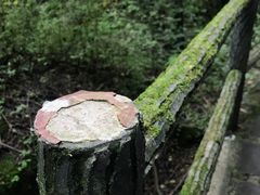 -牛背梁国家森林公园