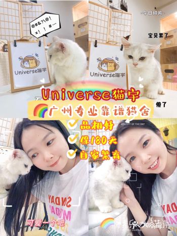 广州探店| 超棒的猫舍| 超可爱的猫咪