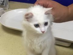 -艾贝尔宠物医院·狂犬免疫点(江山金象城店)