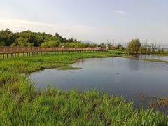 -洱海月湿地公园
