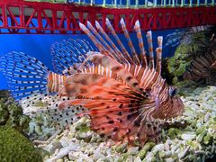 -太平洋海底世界