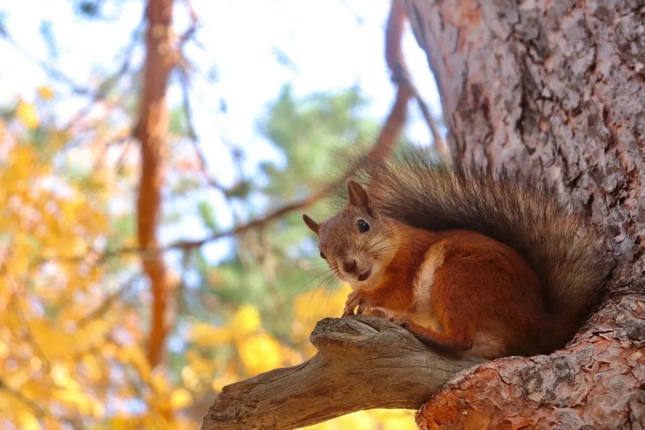 树上的小短尾猴