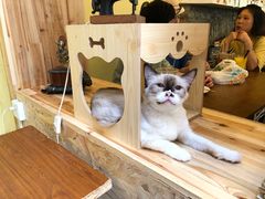 -猫色咖啡·猫咖