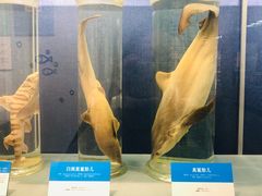 -大连自然博物馆