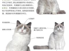 -心语宠物医院·急重症转诊中心·瑞辰华诺(南青路店)