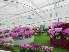 -上海鲜花港