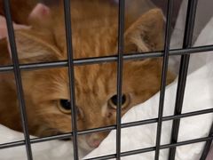 -纳吉亚猫专科动物诊疗中心(蒋宅口分院)