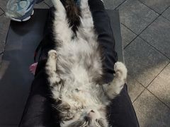 -momokira米努特·德文卷毛猫·棉花面纱犬