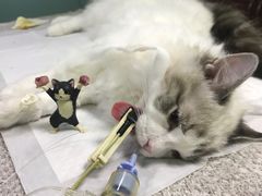 -宠爱国际动物医院· 猫科· 外科·中兽医(长白店)