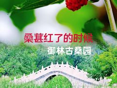 -御林古桑园