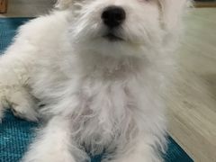 -瑞派·关忠动物医院·猫专科·犬专科(三环新城店)
