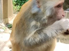 -黔灵山公园