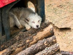 -西霞口神雕山野生动物世界