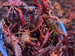 -聚盛源蒸汽海鲜火锅烤肉自助(巨川金海岸购物广场店)