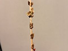 -和禄德冰糖葫芦(东四朝内菜市场店)