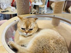 -楼上猫咖(罗湖店)