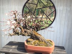 -香雪海