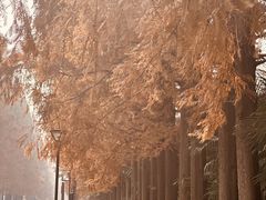 -黄海国家森林公园