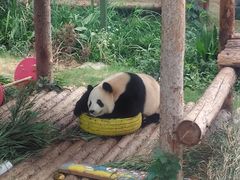 -大连森林动物园