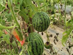 -庞各庄翠芳园西瓜蔬菜基地采摘园