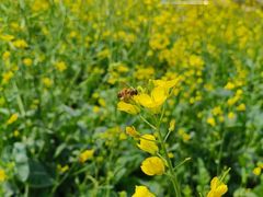 -光明小镇欢乐田园