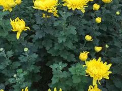 -三圣花乡旅游区