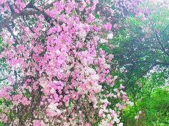 -深圳国际园林花卉博览园