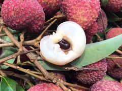 鸡嘴荔枝-水果天空(东葛店)