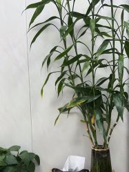 -TRIMS HAIR 修剪造型·烫染接发