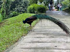 -吉隆坡雀鸟公园