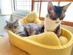 -Let's go狗咖·猫咖·奶狗·桌游(春熙路IFS店)