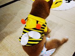-逗柴咖啡屋·狗咖猫咖宠物桌游