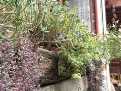-寂照庵