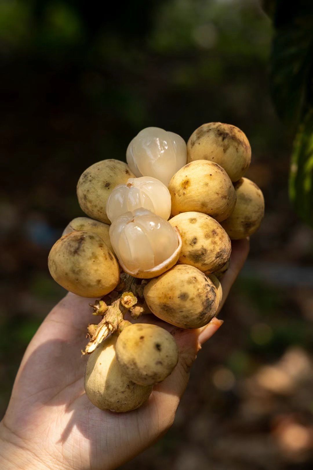 龙眼 荔枝 黄桃