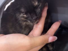 -天宠宠物医院24小时·急重症诊疗中心·全科·腔镜特色(和平分院)