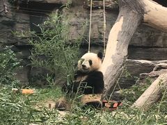 萌兰-北京动物园