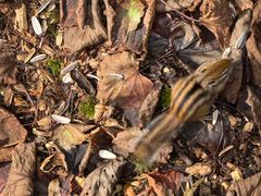 -五营红松林海景区