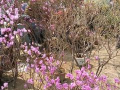 -李村大集