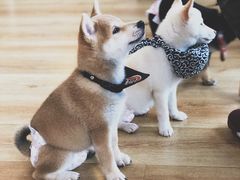 -柴犬小屋·柴餐厅·狗咖食堂(金鼎广场店)