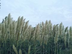 -渭河城市绿地运动公园